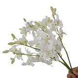 Load image into Gallery viewer, Dendrobium Orchid White - White / 1 - Fresh Cut Flowers