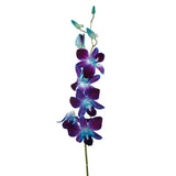 Load image into Gallery viewer, Dendrobium Orchids Blue - Blue / 1 - Fresh Cut Flowers