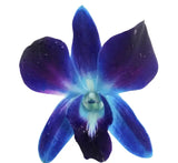 Load image into Gallery viewer, Dendrobium Orchids Blue - Blue / 1 - Fresh Cut Flowers