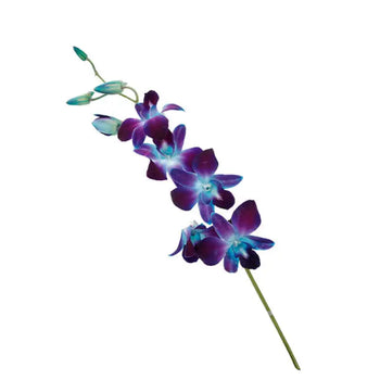 Dendrobium Orchids Blue - Blue / 1 - Fresh Cut Flowers