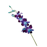 Load image into Gallery viewer, Dendrobium Orchids Blue - Blue / 1 - Fresh Cut Flowers