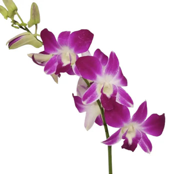 Dendrobium Orchids Sonnia - Pink / 1 - Fresh Cut Flowers