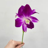 Load image into Gallery viewer, Dendrobium Orchids Sonnia - Pink / 1 - Fresh Cut Flowers