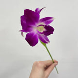 Load image into Gallery viewer, Dendrobium Orchids Sonnia - Pink / 1 - Fresh Cut Flowers