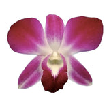 Load image into Gallery viewer, Dendrobium Orchids Sonnia - Pink / 1 - Fresh Cut Flowers