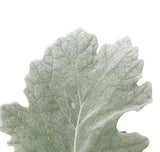 Load image into Gallery viewer, DUSTY MILLER - bloombybunches