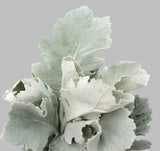 Load image into Gallery viewer, DUSTY MILLER - bloombybunches