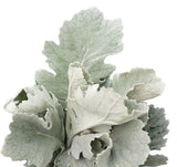 Load image into Gallery viewer, DUSTY MILLER - bloombybunches