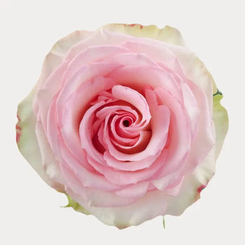 ESPERANCE PINK ROSE - bloombybunches