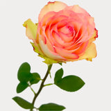 Load image into Gallery viewer, ESPERANCE PINK ROSE - bloombybunches