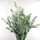 Load image into Gallery viewer, EUCALYPTUS BABY BLUE - bloombybunches