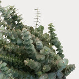 Load image into Gallery viewer, eucalyptus babyblue 