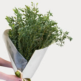 Load image into Gallery viewer, EUCALYPTUS PARVIFOLIA - Green / 50CM / 1 - Fresh Cut Flowers