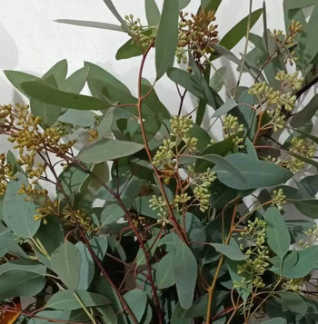 EUCALYPTUS SEEDED - bloombybunches