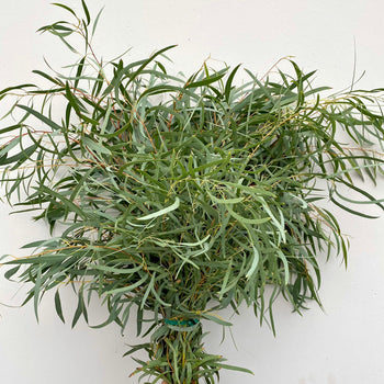 Fresh eucalyptus willow stems with slender grey-green leaves and cascading effect for floral arrangements