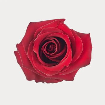 ROSE EXPLORER RED 50CM - bloombybunches