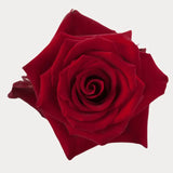 Load image into Gallery viewer, EXPLORER RED ROSE - bloombybunches