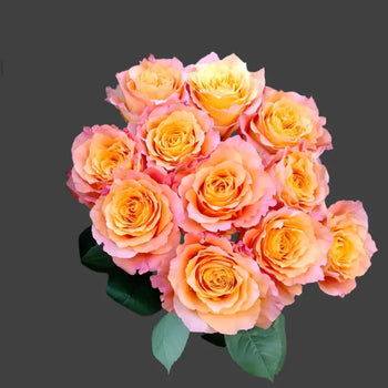 FREE SPIRIT ORANGE ROSE - Orange / 25 - Fresh Cut Flowers