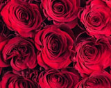 Load image into Gallery viewer, ROSE FREEDOM RED 60CM - bloombybunches