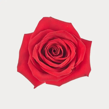 Red Rose Freedom for DIY Wedding & Event floral arrangements 