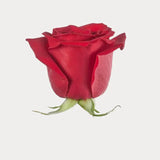 Load image into Gallery viewer, ROSE FREEDOM RED 60CM - bloombybunches