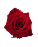 Load image into Gallery viewer, FREEDOM RED ROSES - bloombybunches