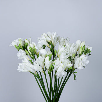 White Freesia Flower bouquet with 10 stems featuring delicate bell-shaped blooms on long green stems against a gray background