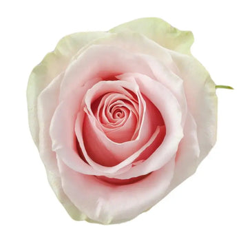 FRUTTETO MEDIUM PINK ROSE - bloombybunches