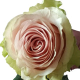 Load image into Gallery viewer, ROSE FRUTTETO LIGHT PINK 50CM - bloombybunches
