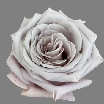 GARDEN ROSE MENTA - bloombybunches