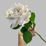 Load image into Gallery viewer, GARDEN ROSE MENTA - Lavender / 50CM / 25 - Fresh Cut Flowers