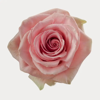 GERALDINE MEDIUM PINK ROSE - bloombybunches