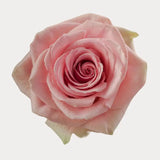 Load image into Gallery viewer, GERALDINE MEDIUM PINK ROSE - bloombybunches