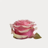 Load image into Gallery viewer, ROSE GERALDINE LIGHT PINK 50CM - bloombybunches
