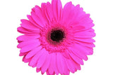 Load image into Gallery viewer, Lavander Gerbera Daisies (green Eye) - Ontario-grown flowers for weddings and events (BloombyBunches.ca)