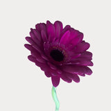 Load image into Gallery viewer, GERBERA DAISY LAVENDER (GREEN EYE) - Lavender / 50CM / 10 - Fresh Cut Flowers