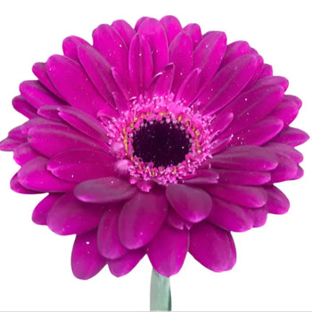 GERBERA DAISY LAVENDER (GREEN EYE) - Lavender / 50CM / 10 - Fresh Cut Flowers