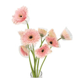 Load image into Gallery viewer, Light Pink Gerbera Daisies (Dark Eye) bouquets - Ontario-grown flowers for weddings and events (BloombyBunches.ca)