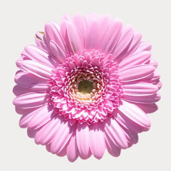 White Gerbera Daisies (Green Eye) - Ontario-grown flowers for weddings and events (BloombyBunches.ca)