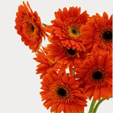 Load image into Gallery viewer, Orange Gerbera Daisies (dark Eye) bouquet - Ontario-grown flowers for weddings and events (BloombyBunches.ca)