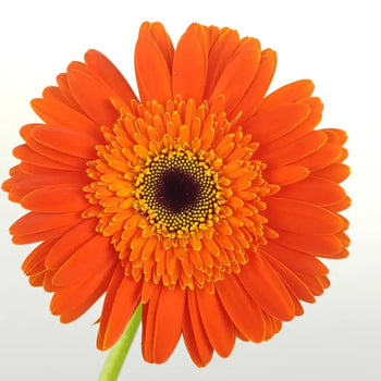 GERBERA DAISY ORANGE(DARK EYE) - Orange / 50CM / 10 - Fresh Cut Flowers