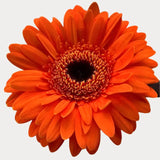 Load image into Gallery viewer, Orange Gerbera Daisies (dark Eye)- Ontario-grown flowers for weddings and events (BloombyBunches.ca)