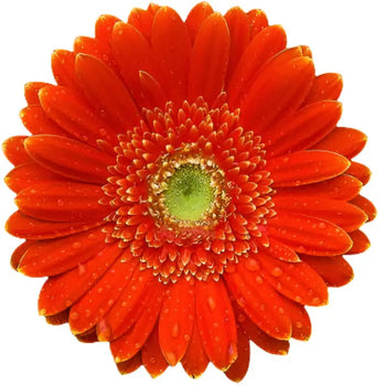 Orange Gerbera Daisies (Green Eye) - Ontario-grown flowers for weddings and events (BloombyBunches.ca)