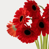 Load image into Gallery viewer, Red Gerbera Daisies (Dark Eye) bouquet - Ontario-grown flowers for weddings and events (BloombyBunches.ca)