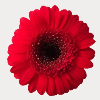 Red Gerbera Daisies (Dark Eye) - Ontario-grown flowers for weddings and events (BloombyBunches.ca)