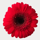 Load image into Gallery viewer, Red Gerbera Daisies (Dark Eye) - Ontario-grown flowers for weddings and events (BloombyBunches.ca)