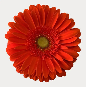 Red Gerbera Daisies (green Eye) - Ontario-grown flowers for weddings and events (BloombyBunches.ca)