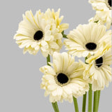 Load image into Gallery viewer, White Gerbera Daisies (Dark Eye) bouquet- Ontario-grown flowers for weddings and events (BloombyBunches.ca)
