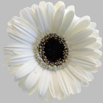 White Gerbera Daisies (Dark Eye) - Ontario-grown flowers for weddings and events (BloombyBunches.ca)