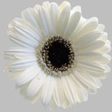 Load image into Gallery viewer, White Gerbera Daisies (Dark Eye) - Ontario-grown flowers for weddings and events (BloombyBunches.ca)